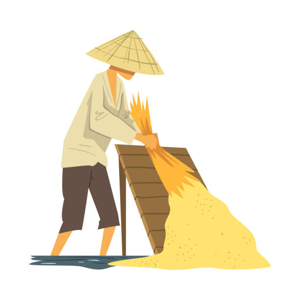 Asian Farmer in Straw Conical Hat Harvesting Rice Cartoon Style Vector Illustration on White Background Asian Farmer in Straw Conical Hat Harvesting Rice Cartoon Style Vector Illustration Isolated on White Background. threshing stock illustrations