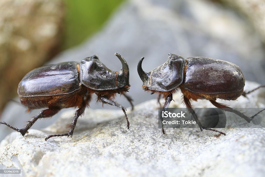 Battre Rhino Ténébrion - Photo de Coléoptère libre de droits