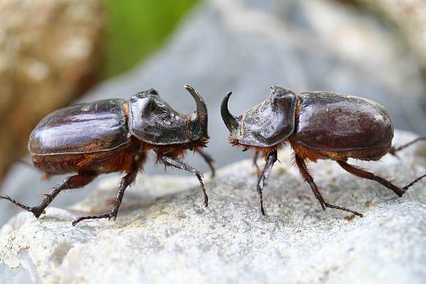 Fighting Rhino beetle stock photo