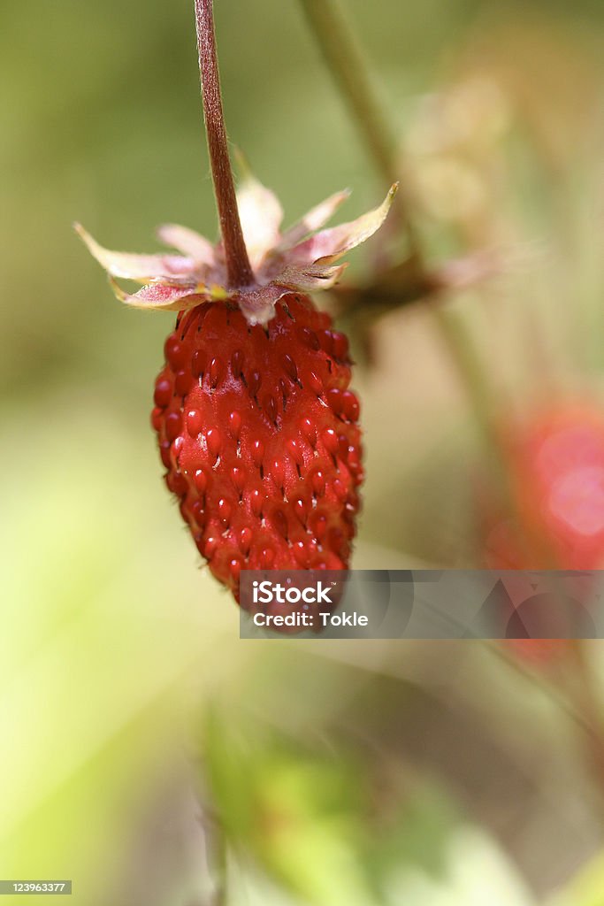 Wild Strawberry - Lizenzfrei Alpen Stock-Foto