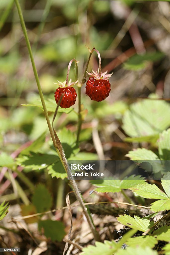 Wild Strawberry - Lizenzfrei Alpen Stock-Foto