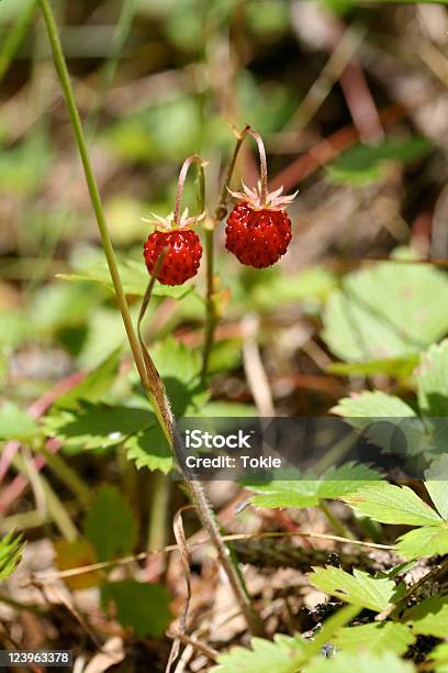 Wild Strawberry Stockfoto und mehr Bilder von Alpen - Alpen, Beere - Obst, Blatt - Pflanzenbestandteile