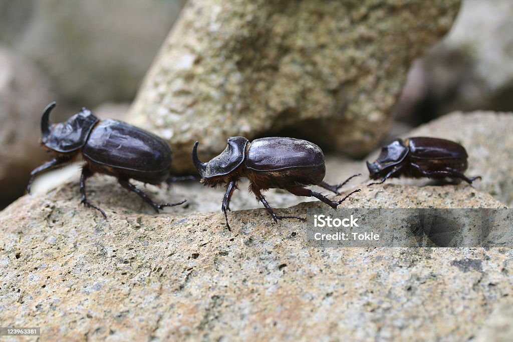 3 코뿔소 beetles - 로열티 프리 0명 스톡 사진
