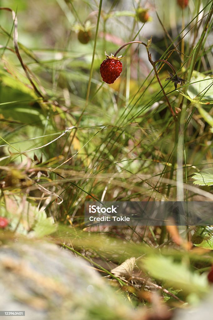 Wild Strawberry - Lizenzfrei Alpen Stock-Foto