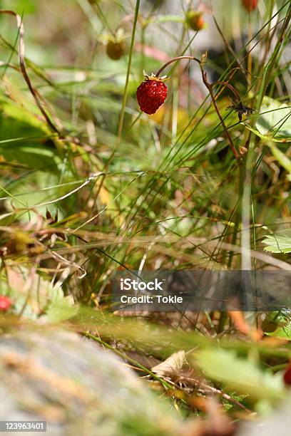 Wild Strawberry Stockfoto und mehr Bilder von Alpen - Alpen, Beere - Obst, Blatt - Pflanzenbestandteile