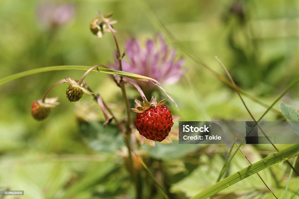 Wald-Erdbeere - Lizenzfrei Gras Stock-Foto