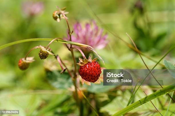 Walderdbeere Stockfoto und mehr Bilder von Gras - Gras, Wald-Erdbeere, Alpen
