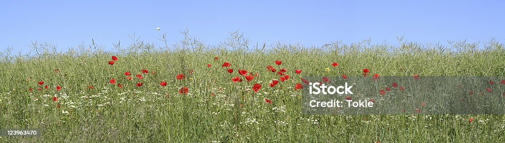 Rote Mohn - Lizenzfrei Blau Stock-Foto