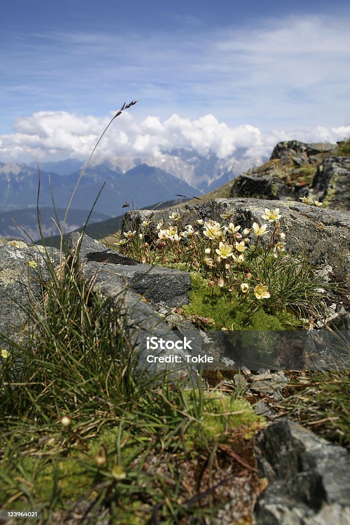 Pflanzen in den Bergen - Lizenzfrei Alpen Stock-Foto