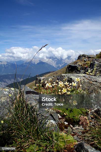 Pflanzen In Den Bergen Stockfoto und mehr Bilder von Alpen - Alpen, Bergsteigen, Blume