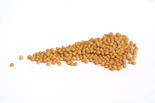 Mustard seed stock photo