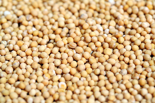 Mustard seed stock photo