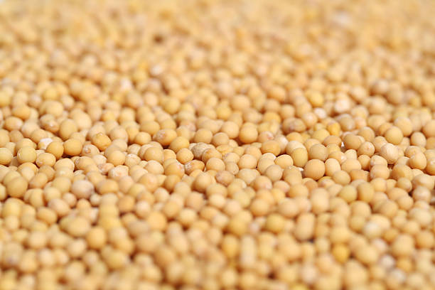 Mustard seed stock photo