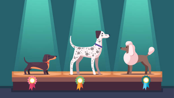 Dogs on winner pedestal with award ribbons at dog show. Dachshund, poodle & Dalmatian competition dog champions on podium under spotlights. Canine exhibition. Flat vector illustration Dogs on winner pedestal with award ribbons at dog show. Dachshund, poodle & Dalmatian competition dog champions on podium under spotlights. Canine exhibition. Flat style vector isolated illustration dog poodle pets cartoon stock illustrations