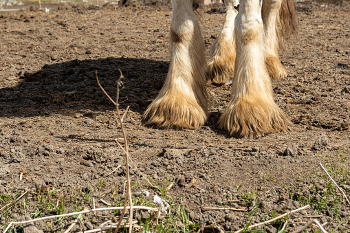 Close-up of the extensive hoof hair of the Tinker horse (Equus caballus), picture from Mellansel Vasternorrland ,Sweden.