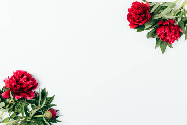 istock Flat lay composition bunches of pink peony flowers 1239649027