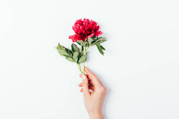 istock Female hand with manicure holding beautiful pink peony 1239649037