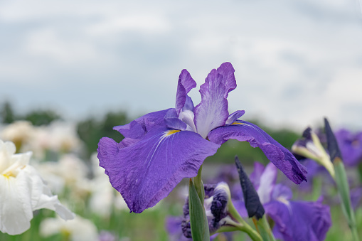 Japanese irises in early summer