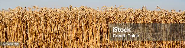 Weizen Stockfoto und mehr Bilder von Feld - Feld, Weizen, Ausgedörrt