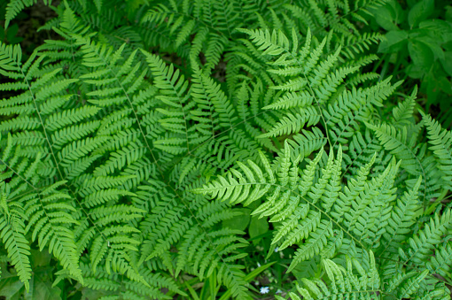 Green fern branch close-up with uniform lighting. Natural background. Small depth of field. The view from the top.