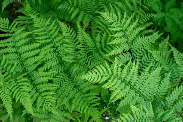 green ferns. natural background. small depth of field - fern bracken growth leaf imagens e fotografias de stock