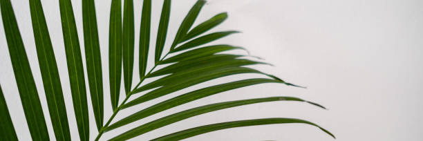 istock Green leaf of areca palm, panorama 1239667815