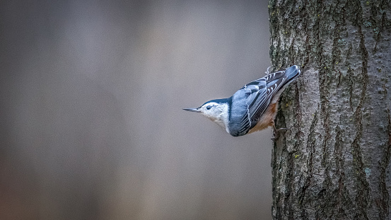 A white-breasted nuthatch in the boreal forest in the spring.