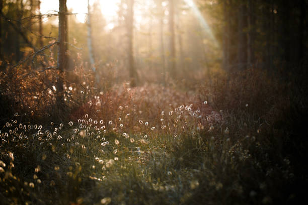 Cotton grass on a swamp during sunset
