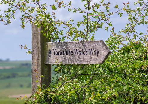 A wooden arrow directional sign post for walkers in the Yorkshire Wolds partly overgrown by hedge.