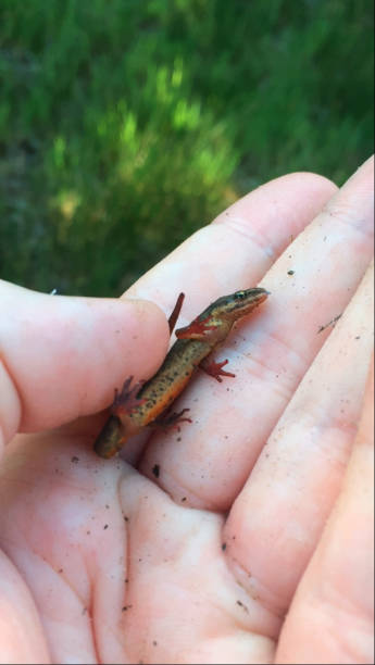 istock A smooth newt found in the UK 1239693306