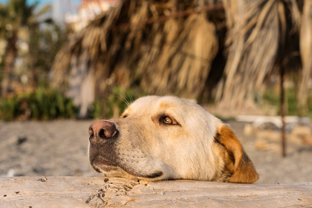 istock Dog on the beach enjoying summer 1239695521