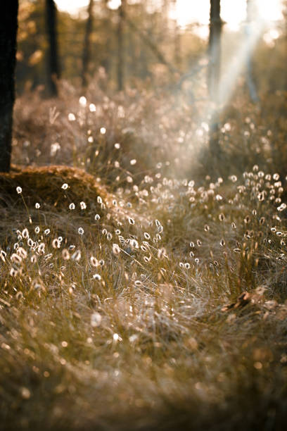 istock Swamp cotton grass in the evening 1239697177