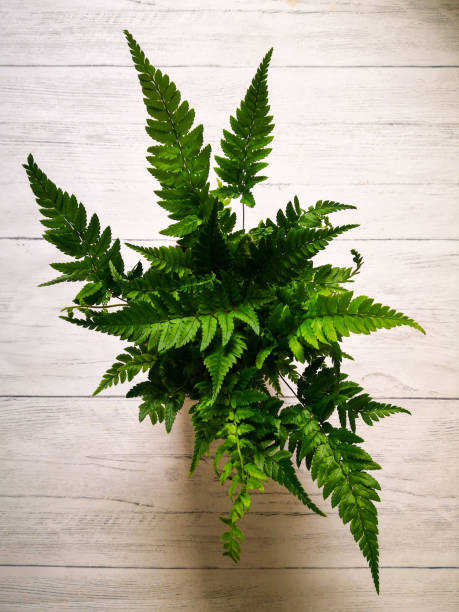 istock Small fern shot from above 1239702693