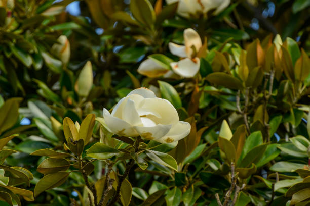 magnolia virgem, uma espécie de planta de floração. - sweet magnolia white large flower - fotografias e filmes do acervo