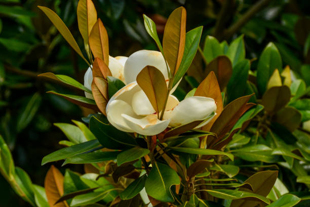 magnolia virgen, una especie de planta con flores. - sweet magnolia white large flower fotografías e imágenes de stock