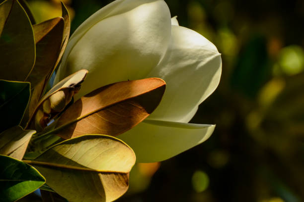 magnolia virgen, una especie de planta con flores. - sweet magnolia white large flower fotografías e imágenes de stock