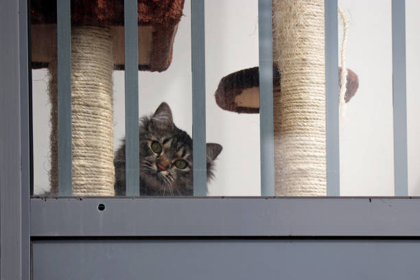 chat curieux regarde par la fenêtre de balcon - domestic cat playful cute close up photos et images de collection