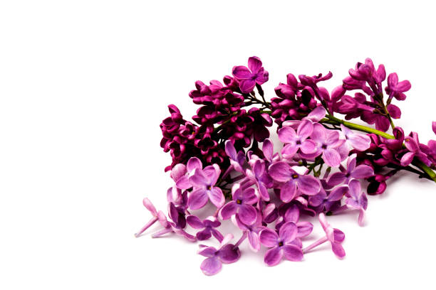 istock Beautiful blossoming lilac on white background. Copy space 1239713609