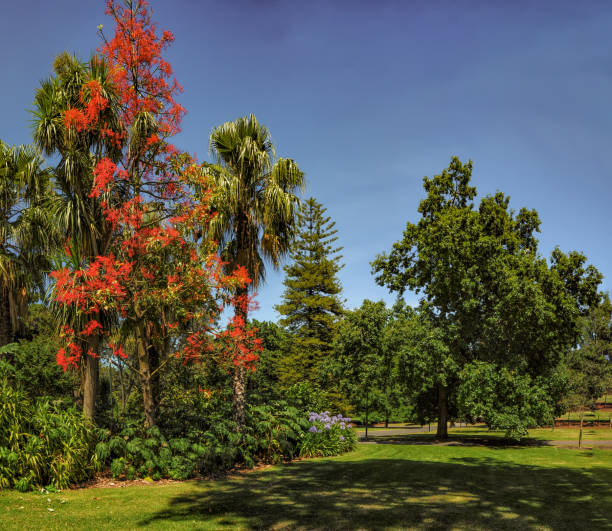 istock Illawarra Flame Tree - Brachychiton acerifolius 1239715293