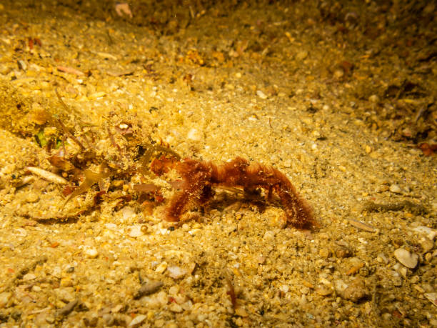 granchio orangutan (achaeus japonicus) noto anche come un granchio decoratore in un anemone di mare girato in una barriera corallina di puerto galera, filippine - puerto galera foto e immagini stock