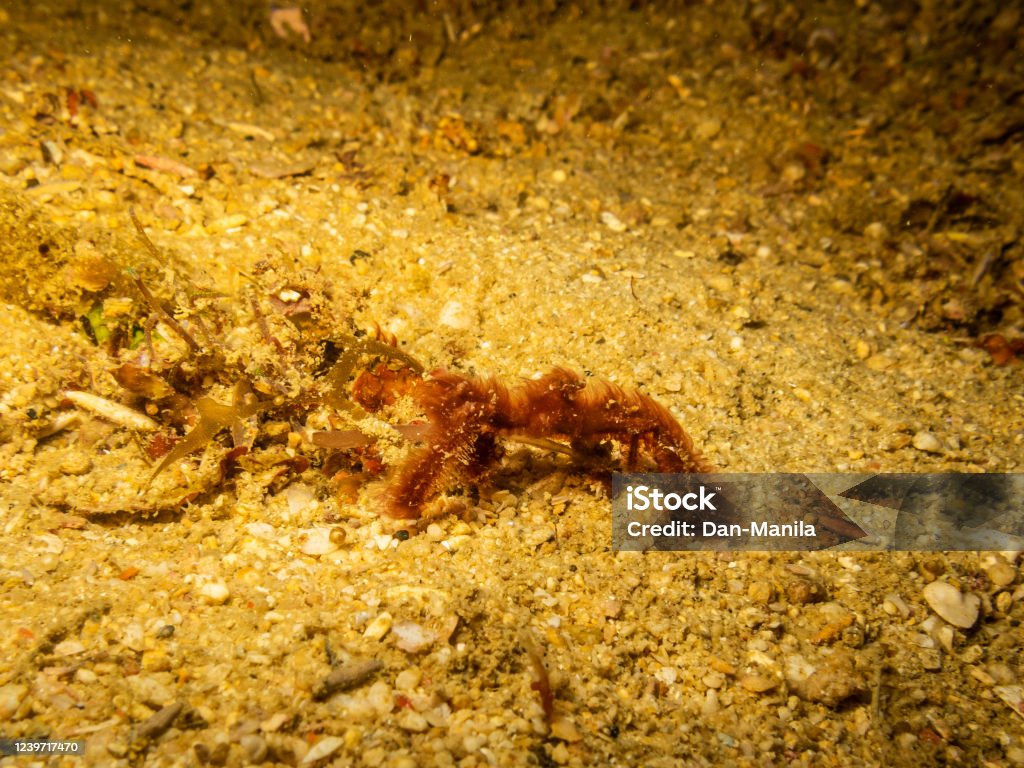 Orangutan crab (Achaeus japonicus) also known as a decorator crab in a sea anemone shot in a Puerto Galera reef, Philippines The orangutan crab (Achaeus japonicus) is a master in disguise and are   known to decorate itself as not to be seen Animal Stock Photo