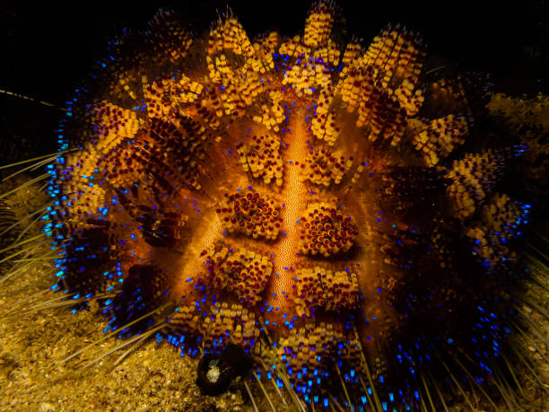 fire urchin o un radiata astropyga in una barriera corallina di puerto galera nelle filippine. - puerto galera foto e immagini stock