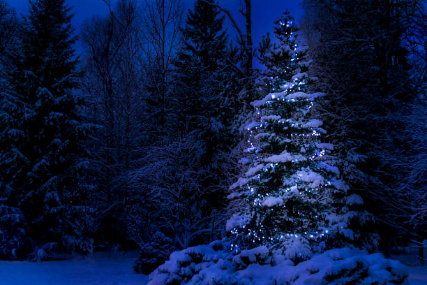 istock Illuminated christmas tree in the snow at winter night, copy space 1239717477