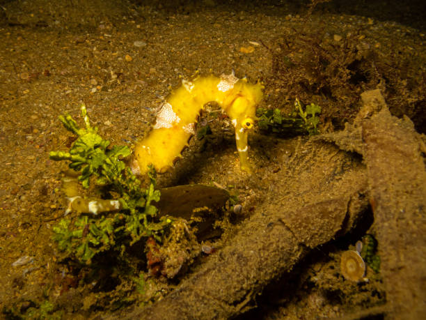 cavalluccio marino giallo in una barriera corallina di puerto galera nelle filippine. - puerto galera foto e immagini stock