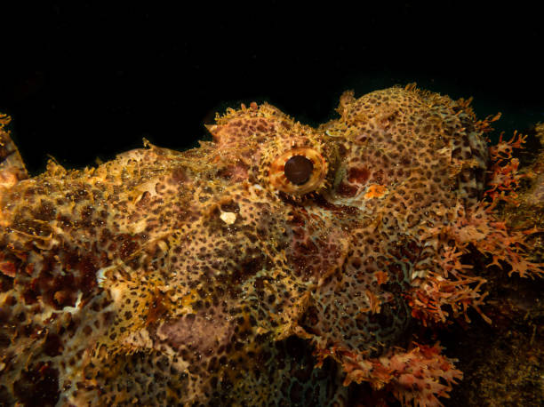 primo piano di uno scorpaenidae (noto anche come scorfano) trovato in un'immersione sul relitto di puerto galera nelle filippine. - puerto galera foto e immagini stock