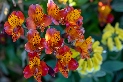 Peruvian lily, Alstroemeria cultivar, growing in greenhouse for cut flower trade. It is not a true lily.