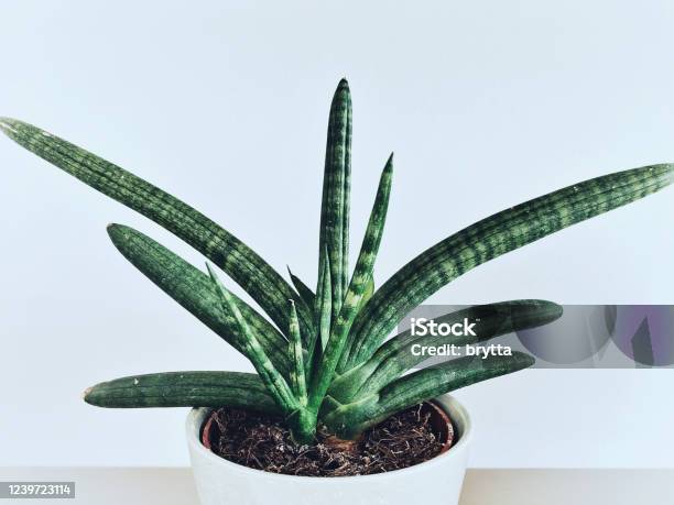 Sansevieria Cylindrica Stock Photo - Download Image Now - Sansevieria Cylindrica, Beauty, Beauty In Nature