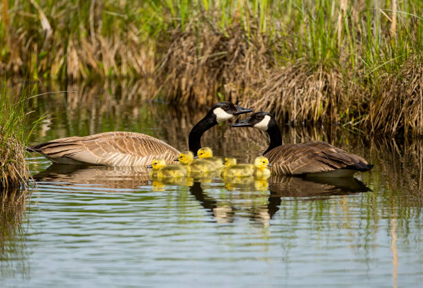 A pair of Canada geese with their goslings. Taken in Alberta, Canada