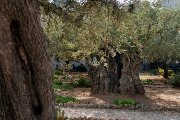 이스라엘 예루살렘의 겟세마네 정원에 있는 오래된 올리브 나무. - the new city 뉴스 사진 이미지