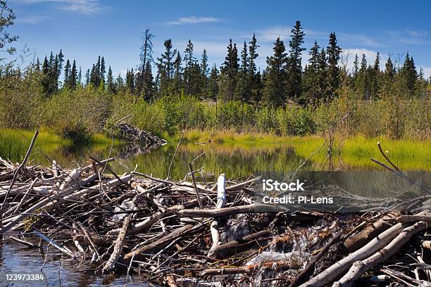 Der Beaver Dam Und Lodge Stockfoto und mehr Bilder von Biberdamm - Biberdamm, Ast - Pflanzenbestandteil, Baum